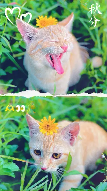 2 photos template CapCut template preview