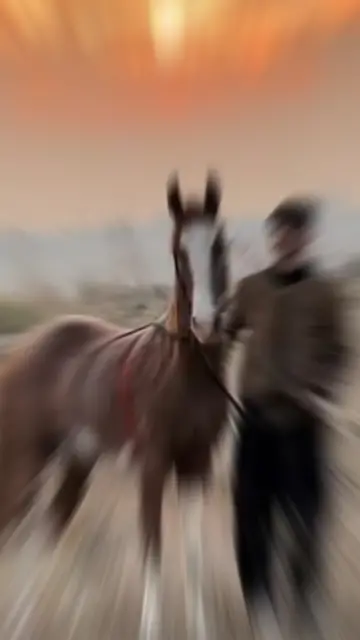 Hunde An Punjabi CapCut template preview
