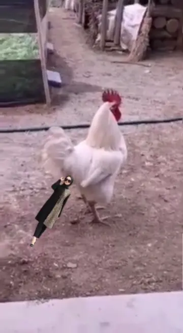 kentut ayam CapCut template preview