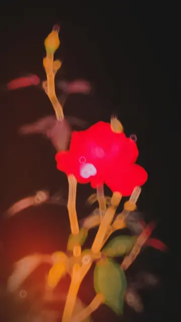 new slowmotion CapCut template preview